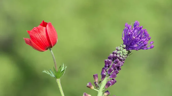 natural flowers and red anemone flowers