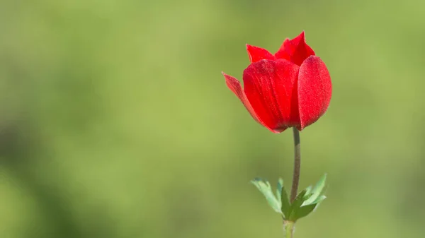Fleurs Naturelles Fleurs Anémone Rouge — Photo