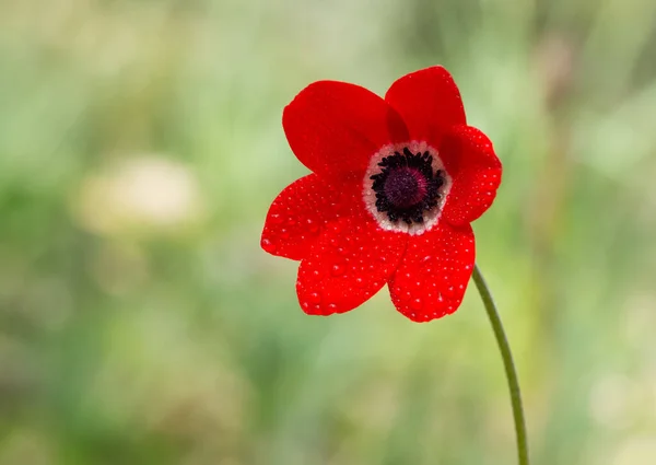 natural flowers and red anemone flowers