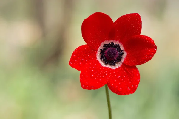 Natural Flowers Red Anemone Flowers — Stock Photo, Image