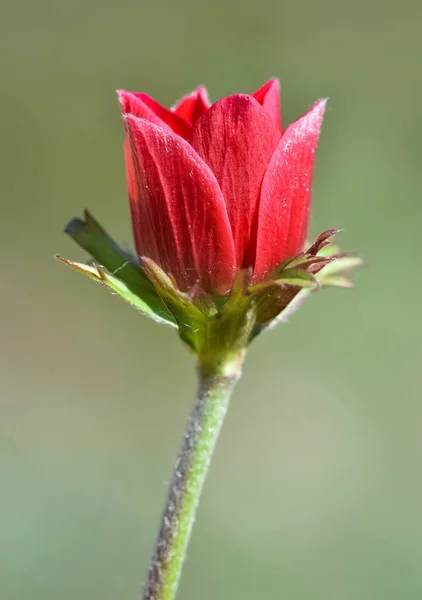 Φυσικά Λουλούδια Και Κόκκινα Άνθη Ανεμώνης — Φωτογραφία Αρχείου