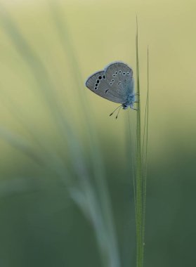 doğal hayatta çiçekler ve kelebekler