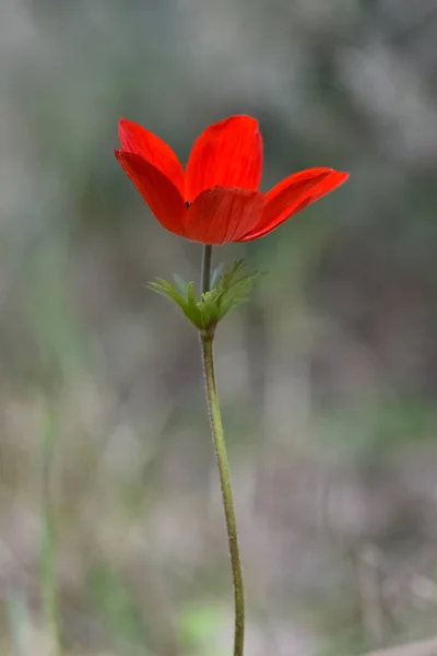 Natuurlijke Bloemen Rode Anemoon Bloemen — Stockfoto