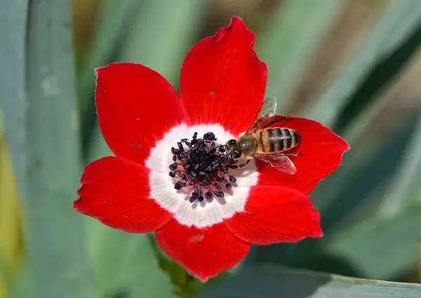 Természetes Virágok Vörös Anemone Virágok — Stock Fotó
