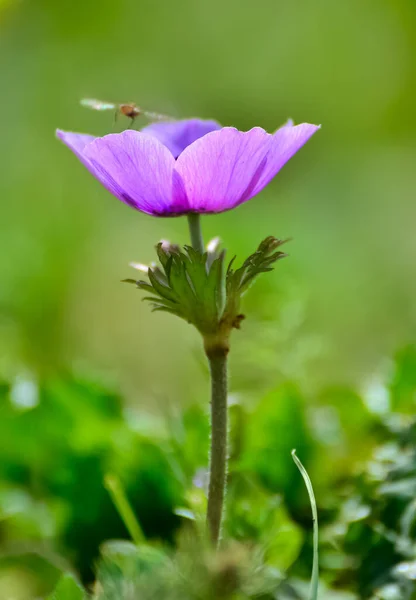 natural flowers and red anemone flowers