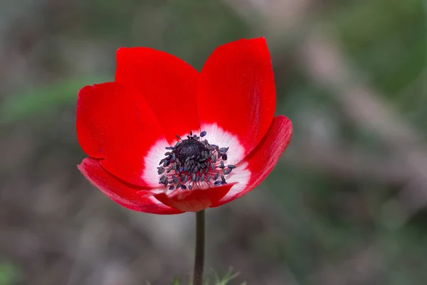 natural flowers and red anemone flowers
