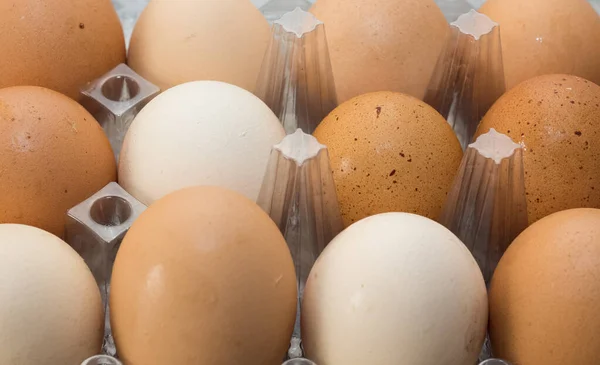 animal foods and chicken eggs photos