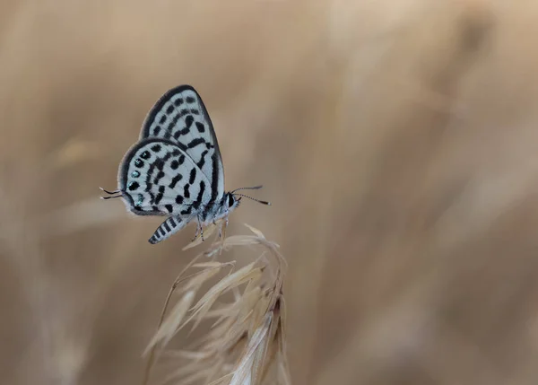 Fleurs Papillons Dans Vie Naturelle — Photo