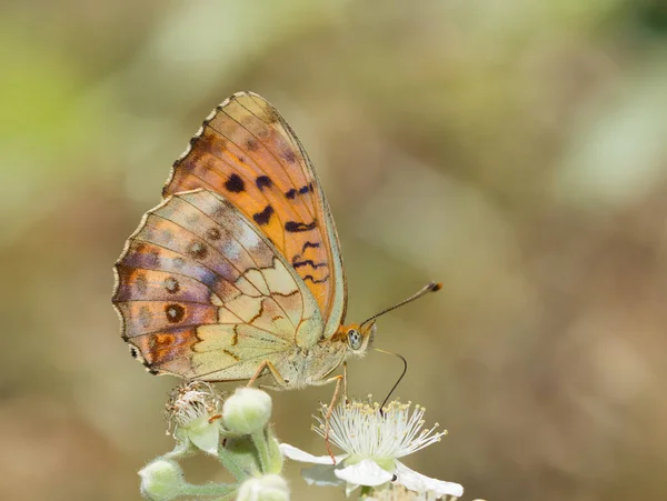 Flowers Butterfly Natural Life — Stock Photo, Image