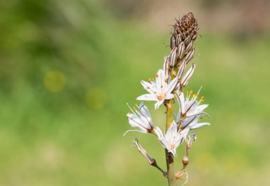 Doğada kendiliğinden büyüyen tıbbi bitkiler.