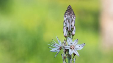 Doğada kendiliğinden büyüyen tıbbi bitkiler.