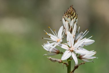 Doğada kendiliğinden büyüyen tıbbi bitkiler.