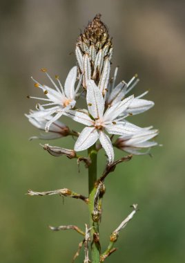 Doğada kendiliğinden büyüyen tıbbi bitkiler.