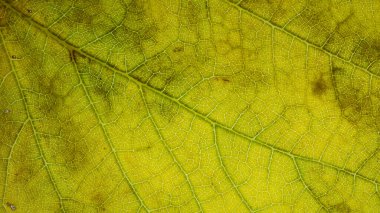 Arkaplan için soyut dut ağacı yaprağı fotoğrafları