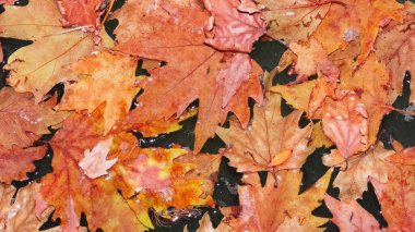 Arkaplan için soyut dut ağacı yaprağı fotoğrafları