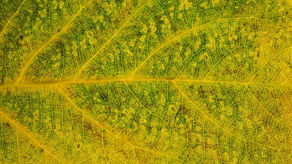 Abstract Mulberry Tree Leaf Photos Background — Stock Photo, Image