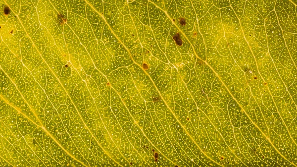 アブストラクト桑の葉の写真 — ストック写真