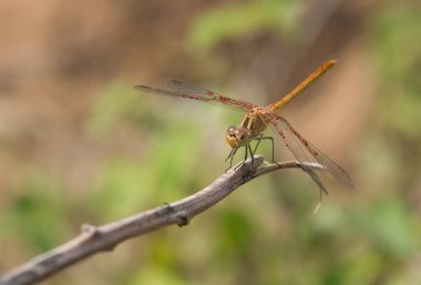 Vahşi yaşam ve yusufçuk resimleri.
