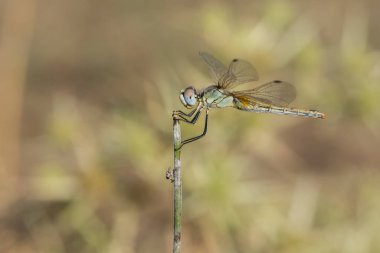 Vahşi yaşam ve yusufçuk resimleri.