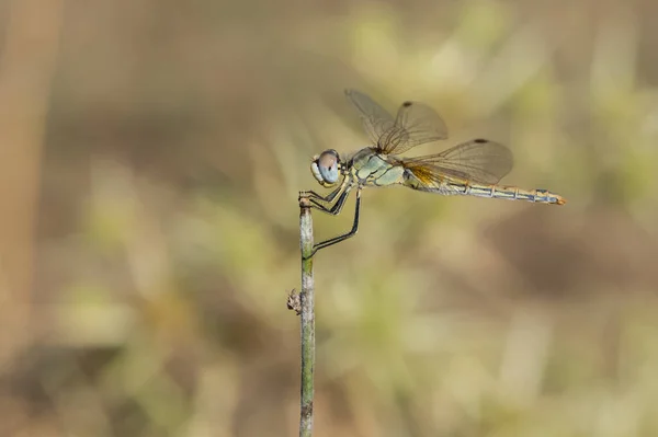 Photos Wildlife Dragonflies — Stock Photo, Image