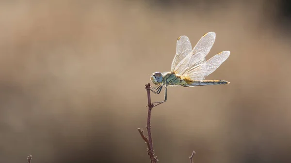 Photos Wildlife Dragonflies — Stock Photo, Image