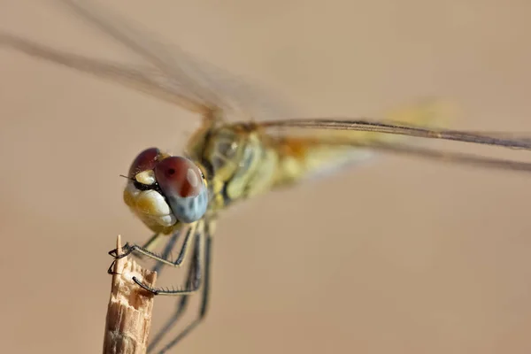Photos Wildlife Dragonflies — Stock Photo, Image