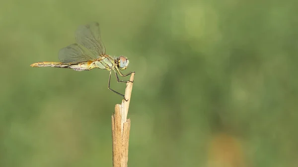 野生动物和蜻蜓的照片 — 图库照片