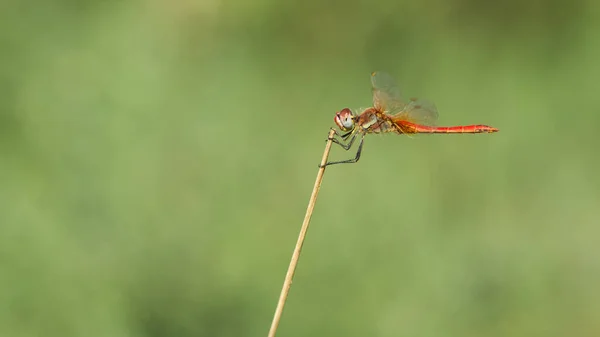 Photos Wildlife Dragonflies — Stock Photo, Image