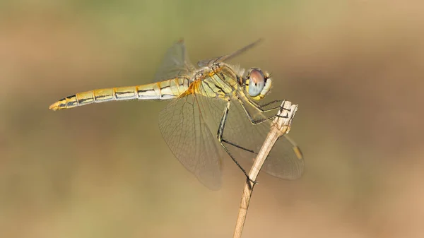 Photos Faune Des Libellules — Photo