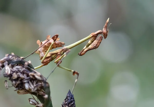 Animales Salvajes Mantis Fotos —  Fotos de Stock