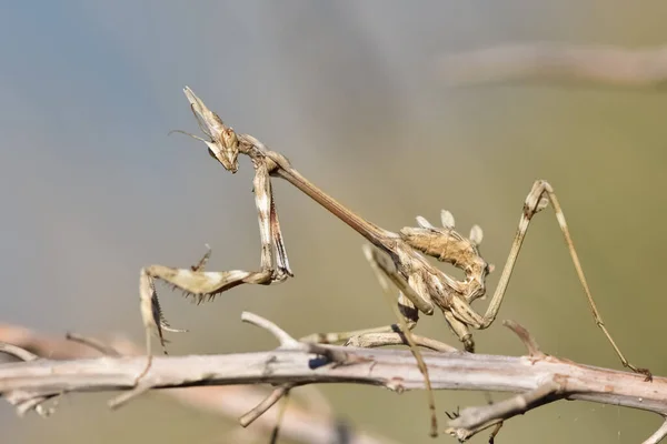 Animales Salvajes Mantis Fotos — Foto de Stock