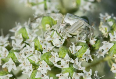 Vahşi yaşam ve örümcek resimleri