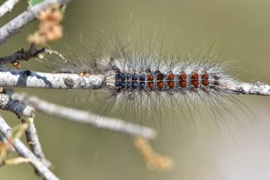 Vahşi yaşamın ve çeşitli tırtılların fotoğrafları.