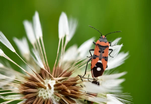 Photos Divers Insectes Nourrissant Fleurs — Photo