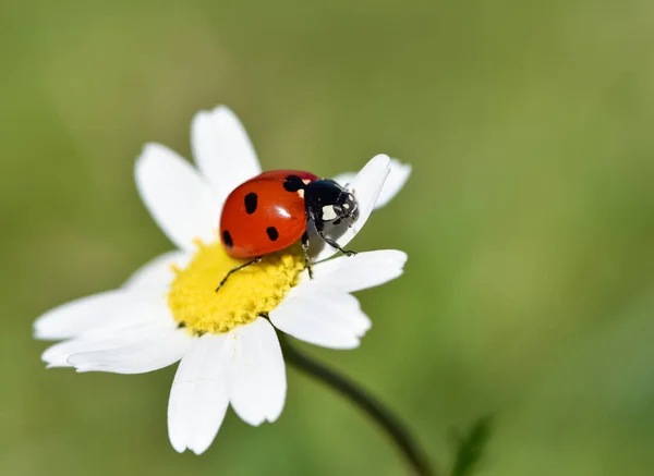 Photos Divers Insectes Nourrissant Fleurs — Photo