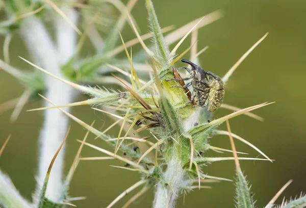 Foto Van Verschillende Insecten Die Zich Voeden Met Bloemen — Stockfoto