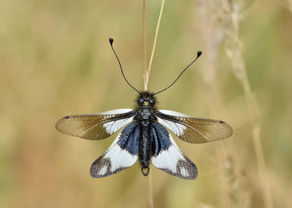 Fotos Von Verschiedenen Insekten Die Sich Von Blumen Ernähren — Stockfoto