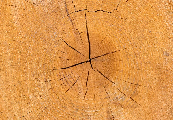 Stromy Stromové Skořápky Velkolepé Vzory — Stock fotografie