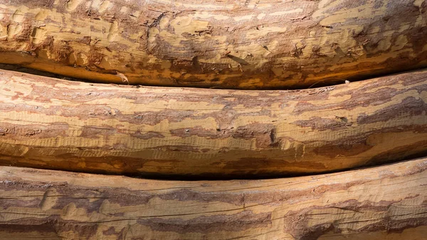 Árboles Conchas Árboles Patrones Espectaculares — Foto de Stock