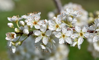 Çiçekli erik ağacı ve erik çiçeğinin fotoğrafları.