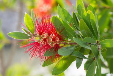 kırmızı çiçek fotoğrafı doğadan