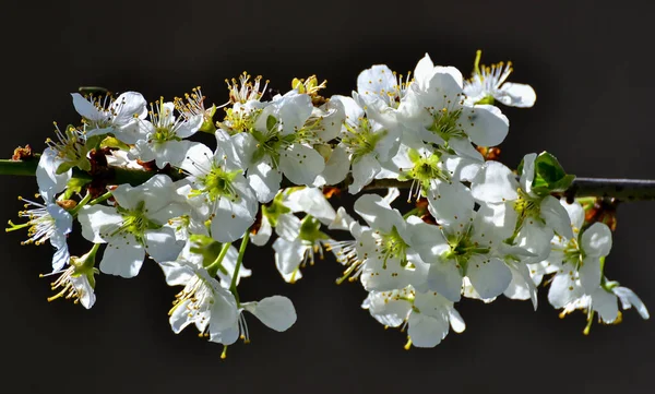 photos of flowering plum tree and plum flower