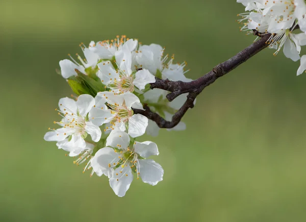 Fotografie Kvetoucího Švestkového Stromu Švestkového Květu — Stock fotografie