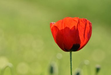 Kırmızı çiçeklerin ve gelincik çiçeklerinin fotoğrafları