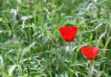 Kırmızı çiçeklerin ve gelincik çiçeklerinin fotoğrafları