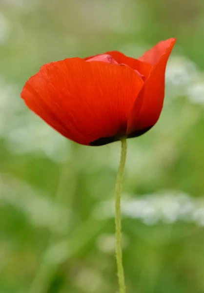 Foto Van Rode Bloemen Papaver Bloemen — Stockfoto