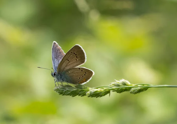 Photos Faune Des Papillons — Photo