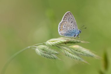 Vahşi yaşam ve kelebeklerin fotoğrafları.