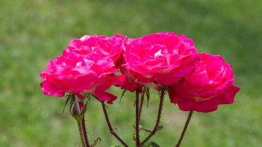 Çeşitli renkte güllerin fotoğrafları