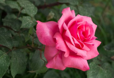 Çeşitli renkte güllerin fotoğrafları